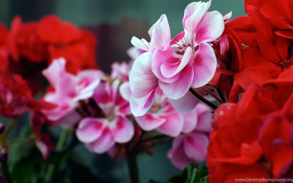 Top 3d Flowers Hd Wallpaper Images For Pinterest