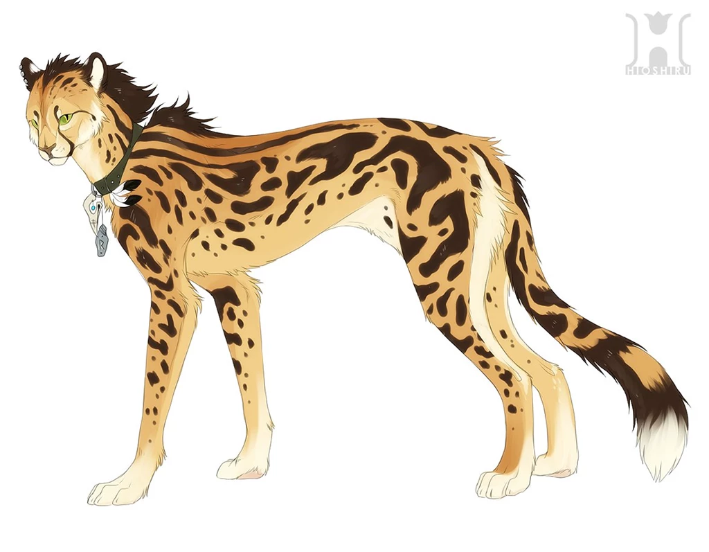 Top King Cheetah Images For Pinterest