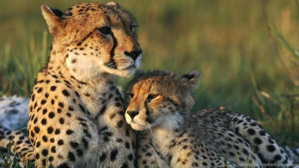 Cute Cheetah Wallpapers