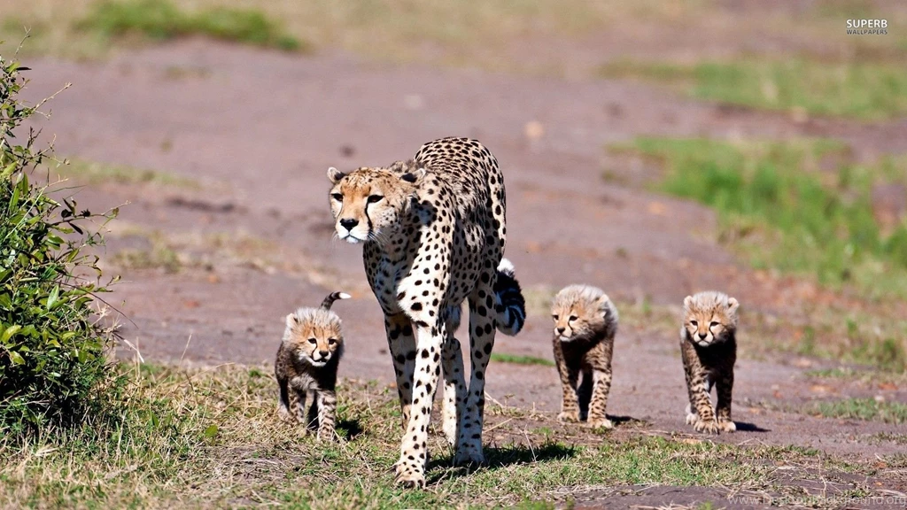 Top King Cheetah Cub Sleeping Images For Pinterest