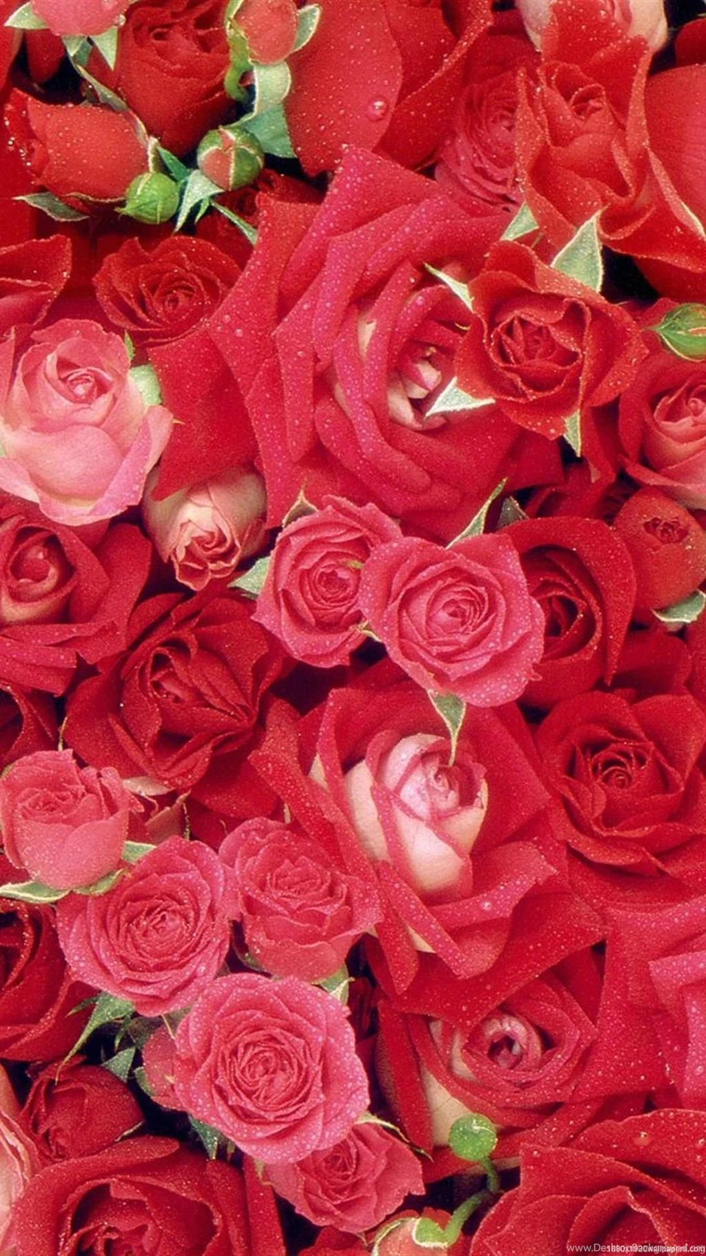 1080x1920 Rose Flowers Wallpapers HD