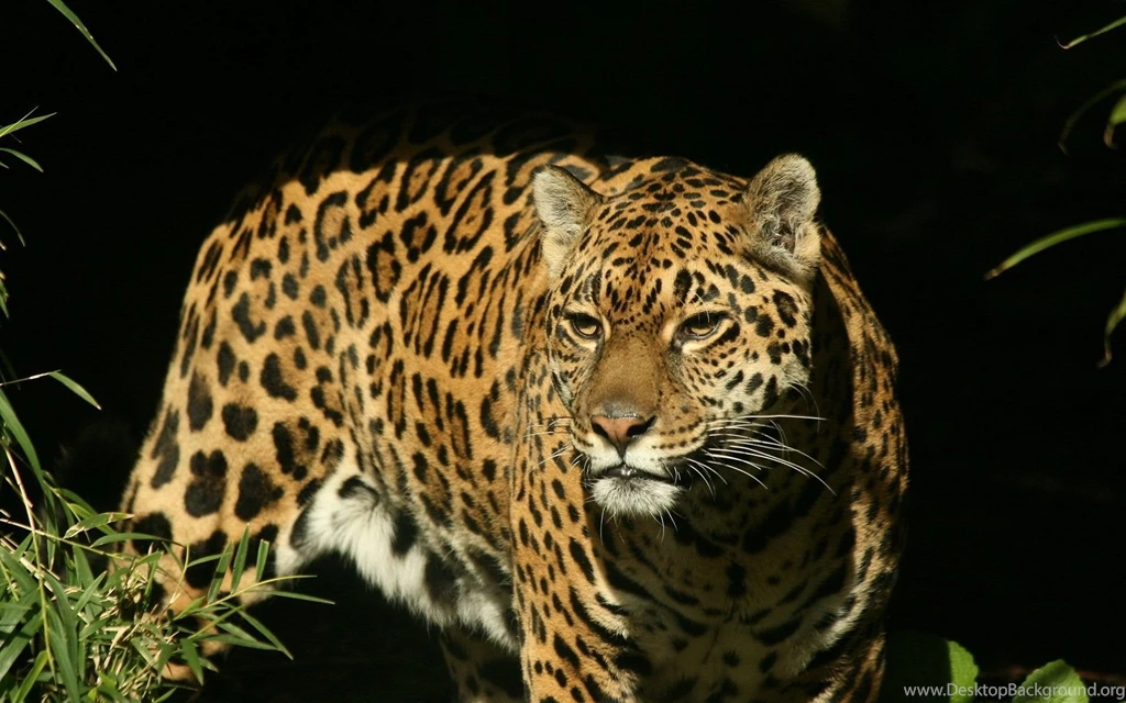 King Cheetah Face Wallpaper.