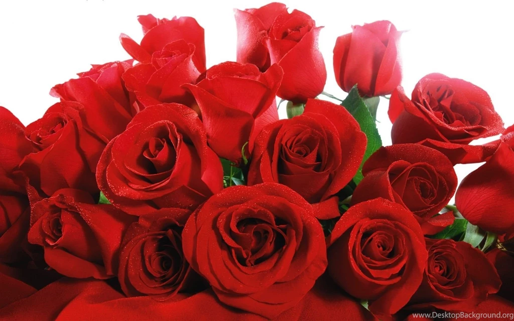 Beautiful Red Rose Flowers Wallpapers Desktop