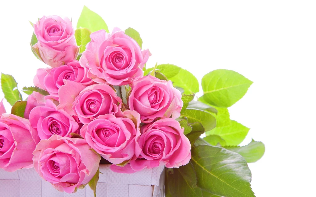 4 1286199505red Rose Flower Desktop Computer Wallpapers Rose ...