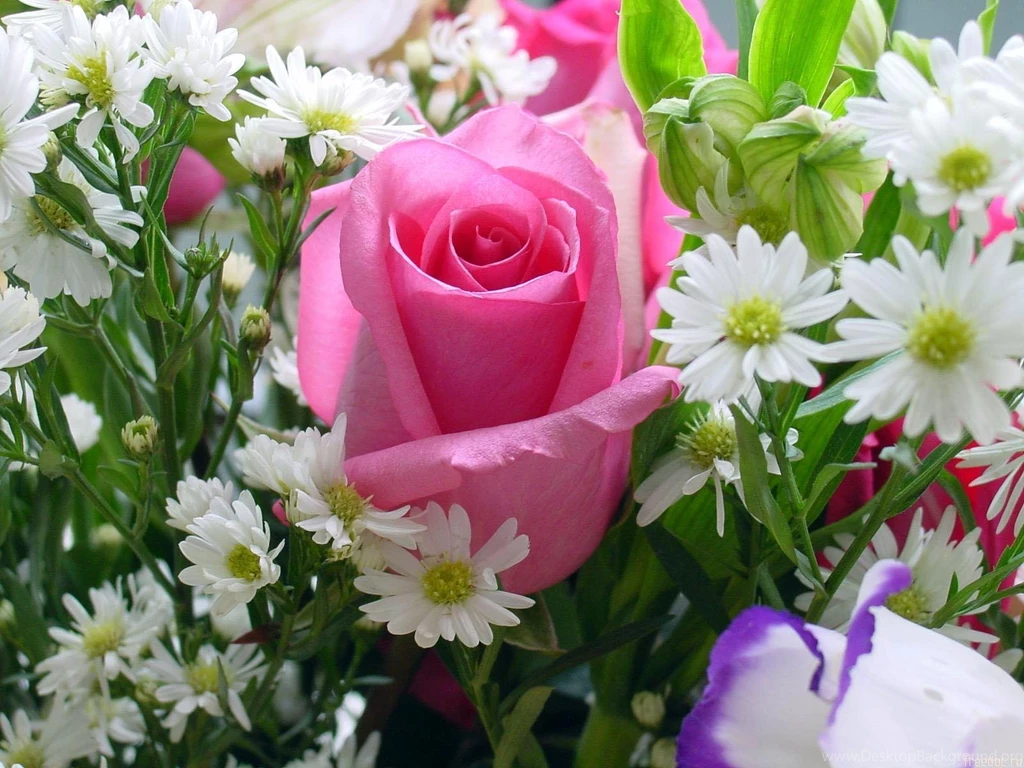 Pictures Of Roses And Wallpapers Download