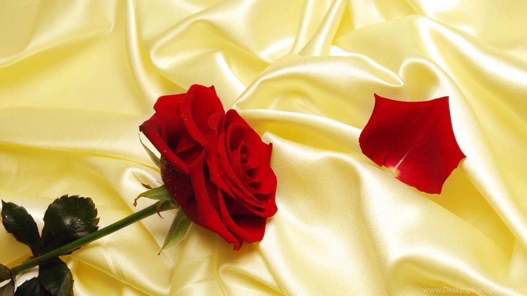 Red Rose Flower Wallpapers