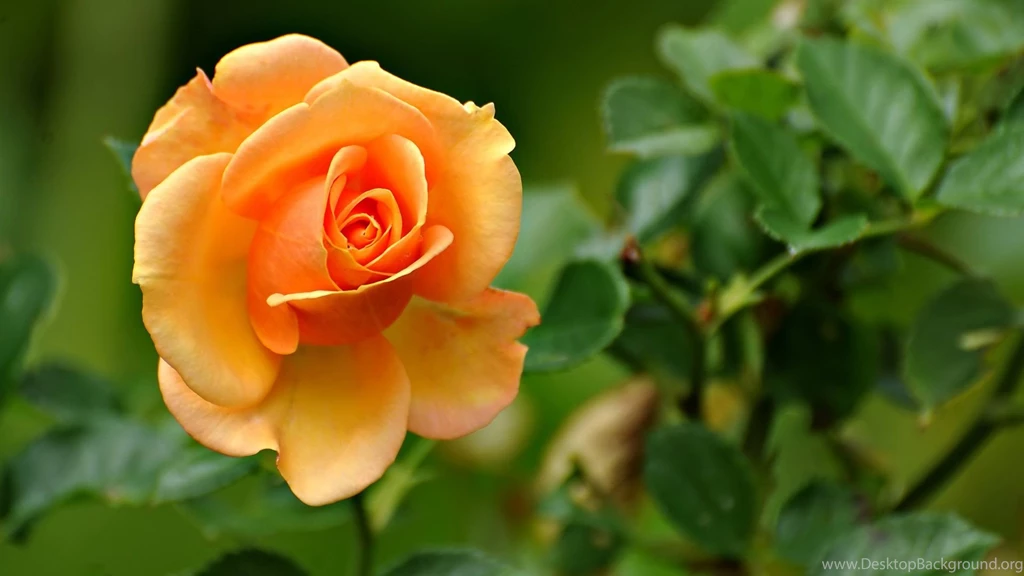 Peach Flowers HD Wallpapers