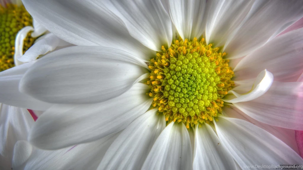 Flower 8 1 2012_full hd 1080p.jpg