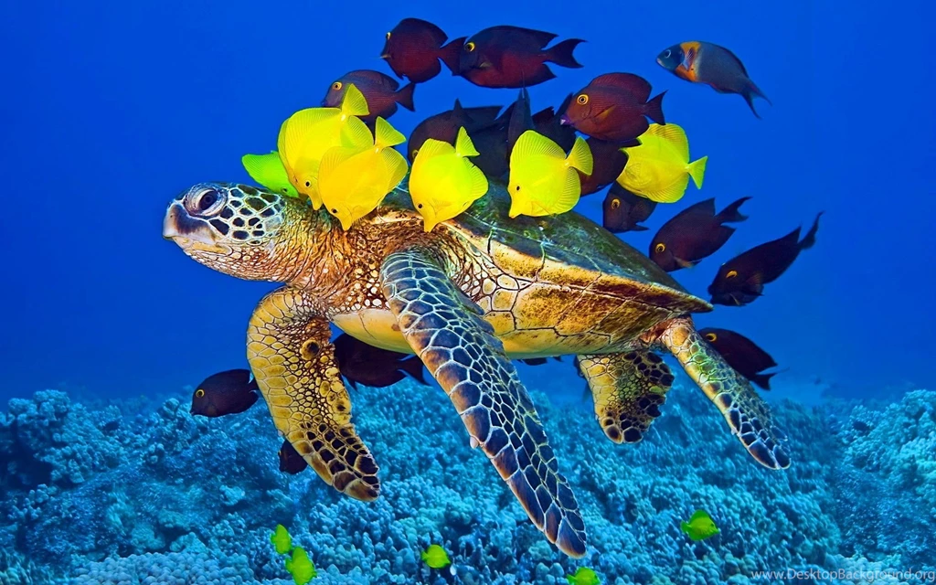 Sea Turtle Fish Wallpapers
