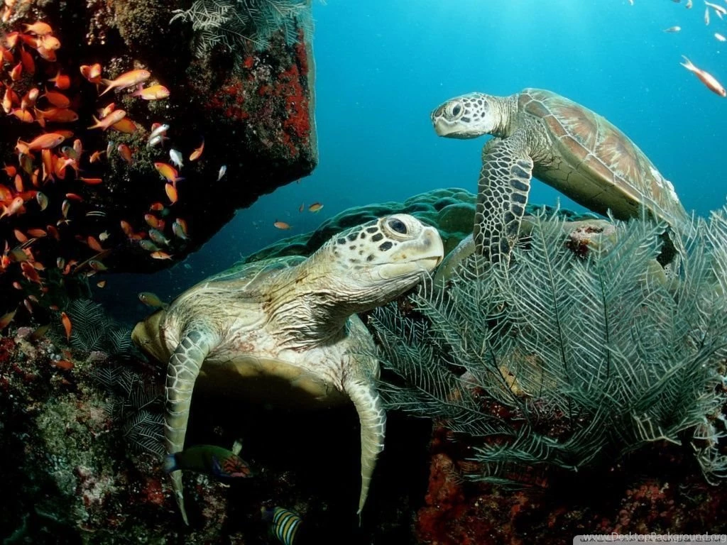 Two Green Sea Turtle HD Desktop Wallpapers : Widescreen : High ...