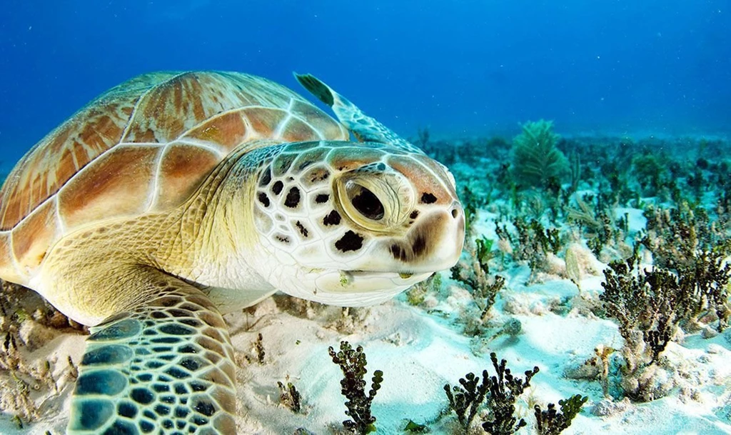 Free Sea Turtle Wallpapers Archives Free Wallpapers In