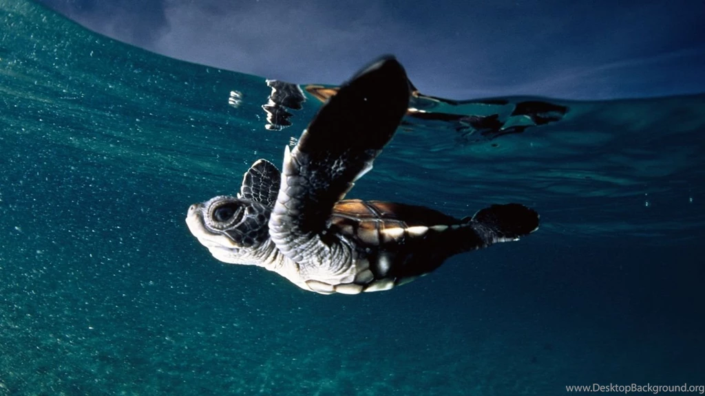 Laptop 1366x768 Turtle Wallpapers HD, Desktop Backgrounds 1366x768