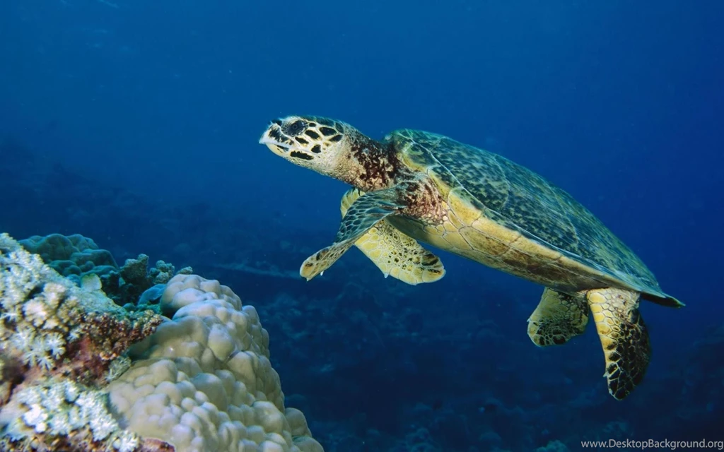Top Sea Turtle Backgrounds Wallpaper Images For Pinterest