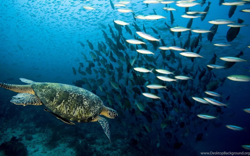 Sea Turtle And Fish Wallpapers Free Wide HD Wallpapers