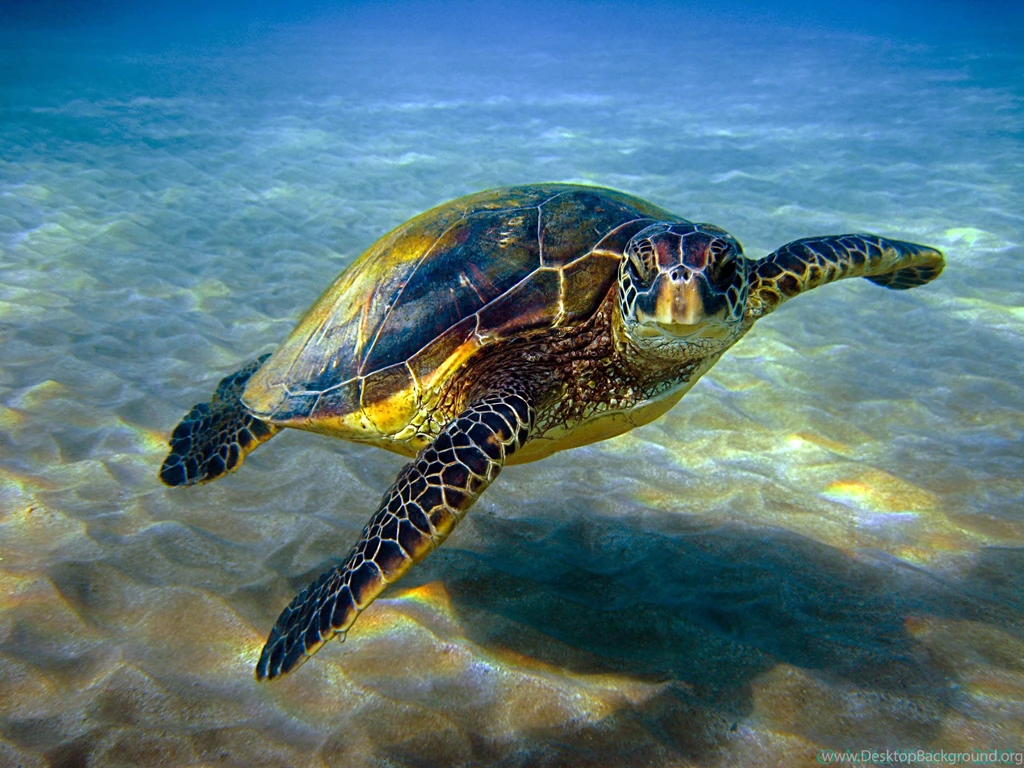 Save Sea Turtle For Next Generation ANIMALS ANIMALS