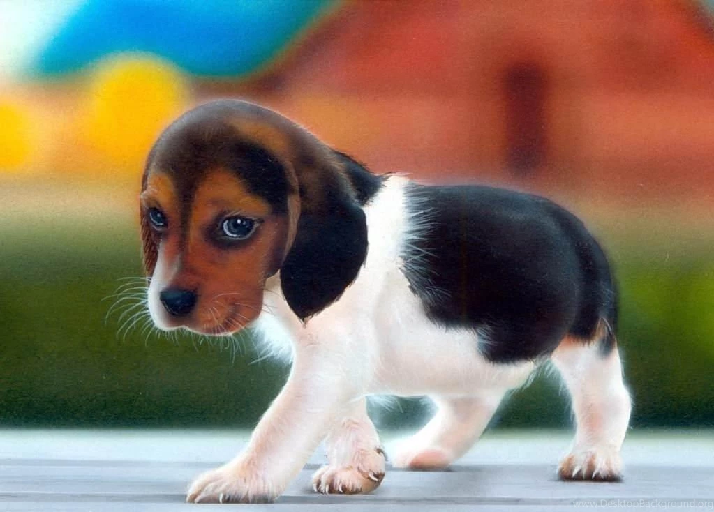 Beagle Puppy Wallpapers