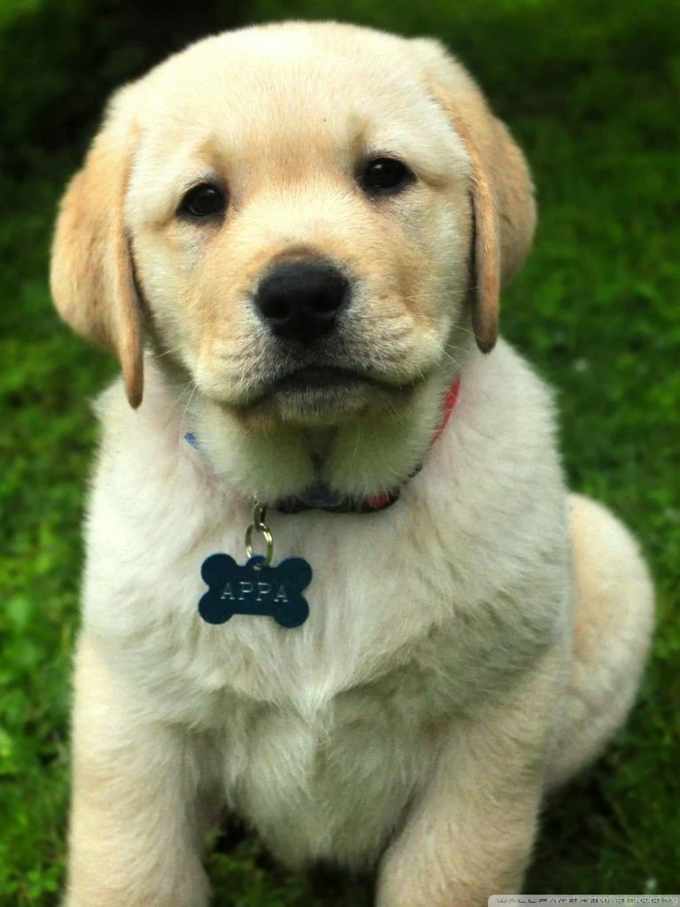 Pup HD Desktop Wallpapers : Widescreen : High Definition ...