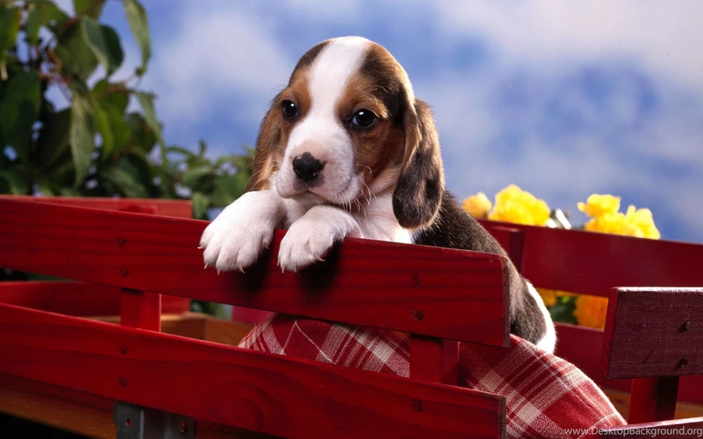 Pup