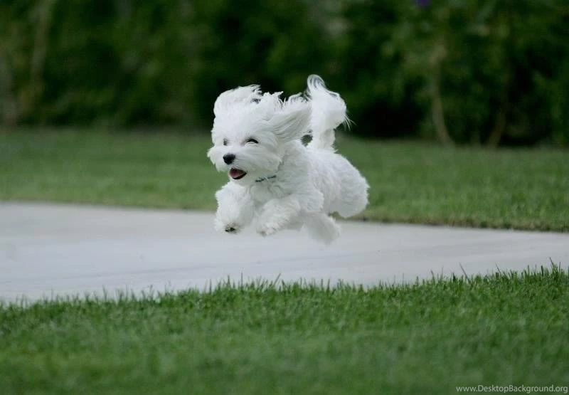 Dog Pictures / Dog Pics