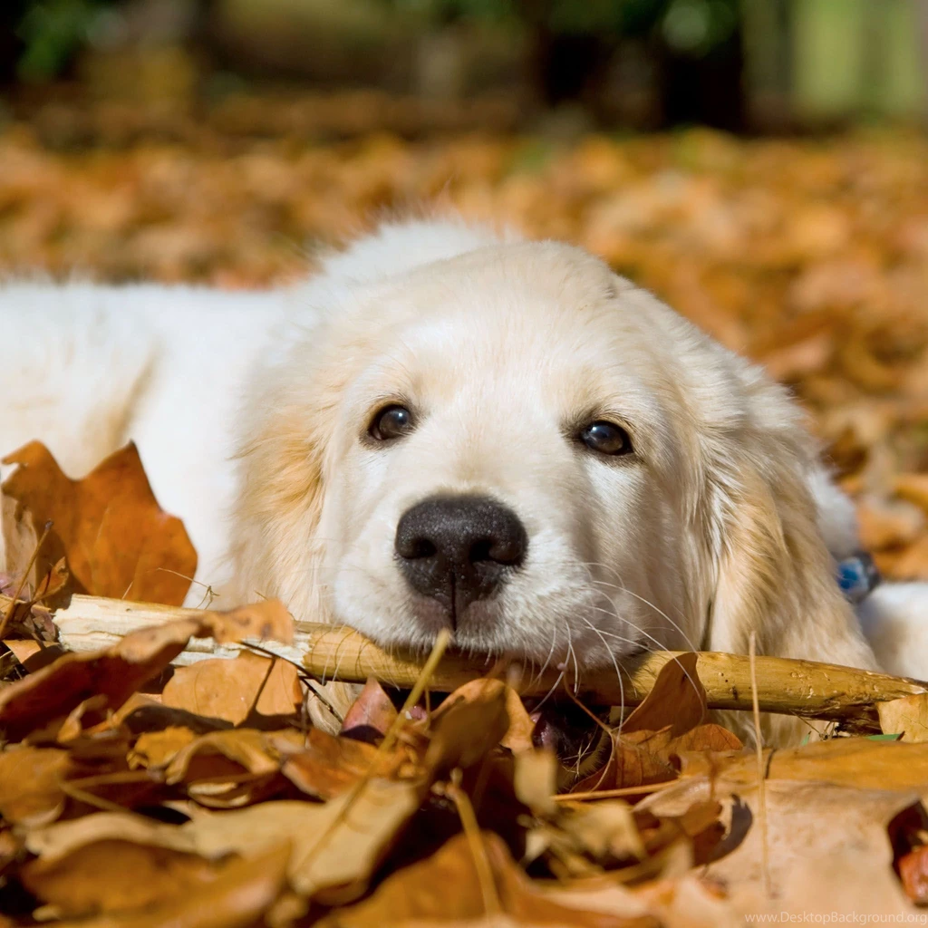 Golden Retriever Pup The Dog Wallpapers Best The Dog Wallpapers