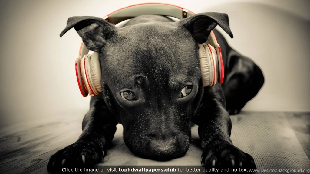 Cute Pup 4K Or HD Wallpapers For Your PC, Mac Or Mobile Device