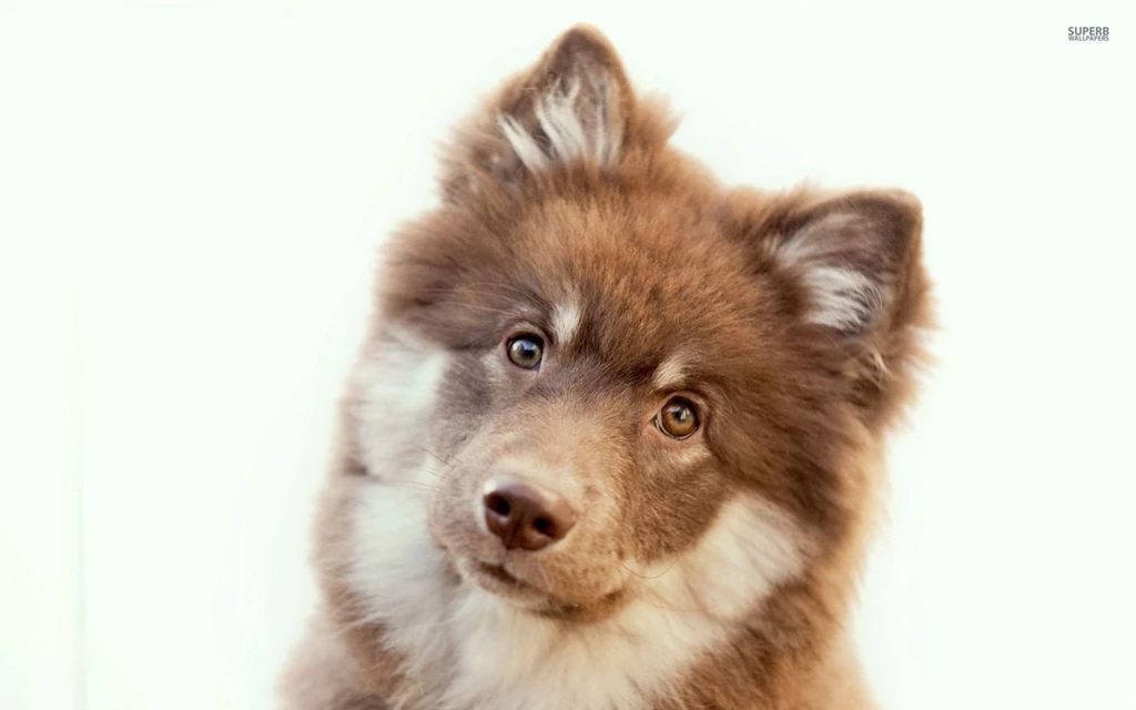 Curious Pup Wallpapers Animal Wallpapers