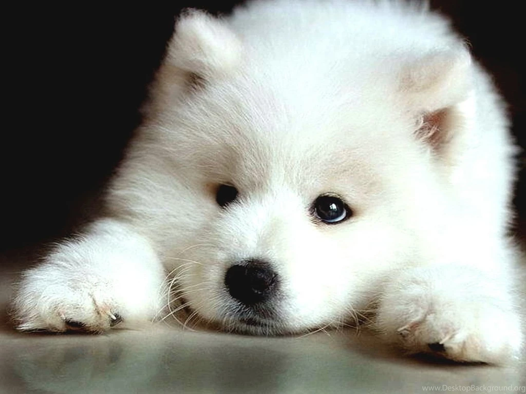 Samoyed Wallpapers