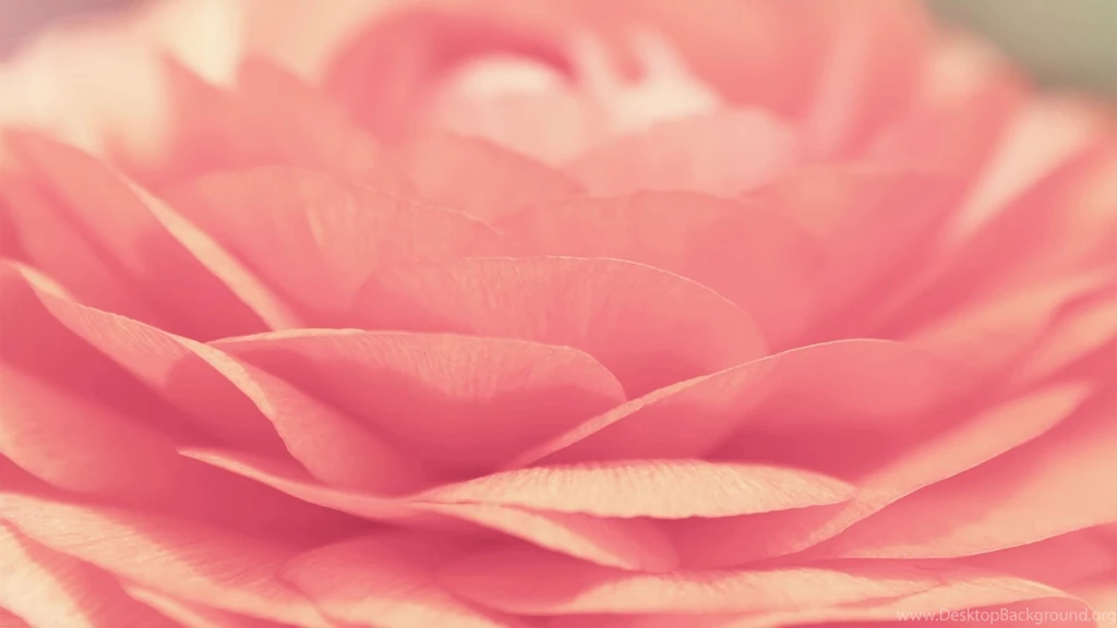 1920x1080 Pink Rose Desktop PC And Mac Wallpapers