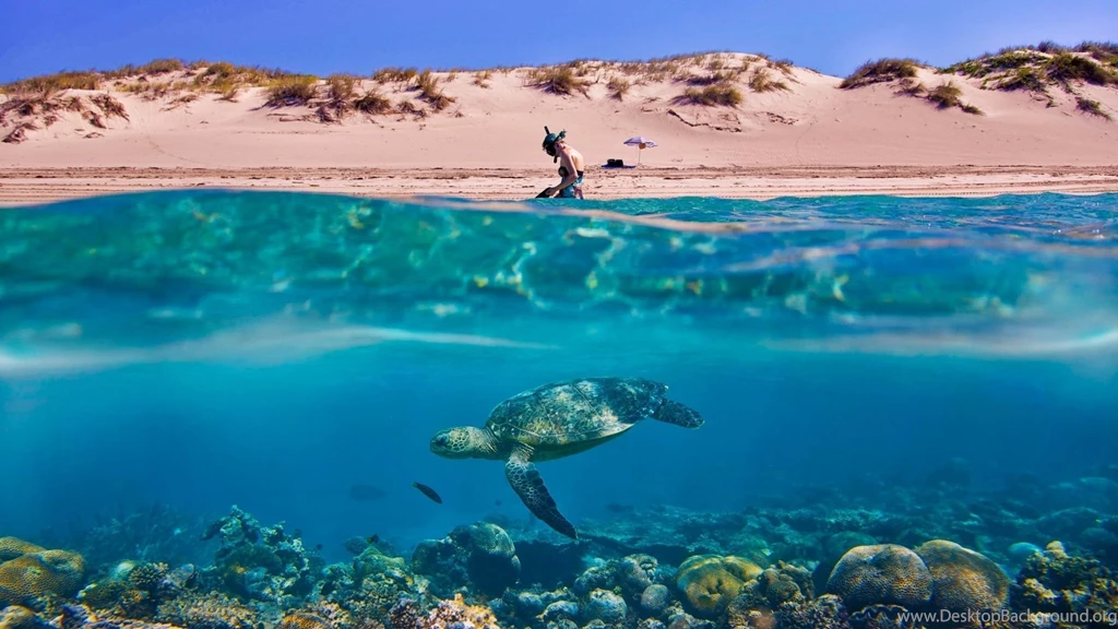 Top Best Underwater Background Images For Pinterest