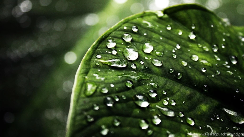 Water Drops On Leaf HD Wallpapers