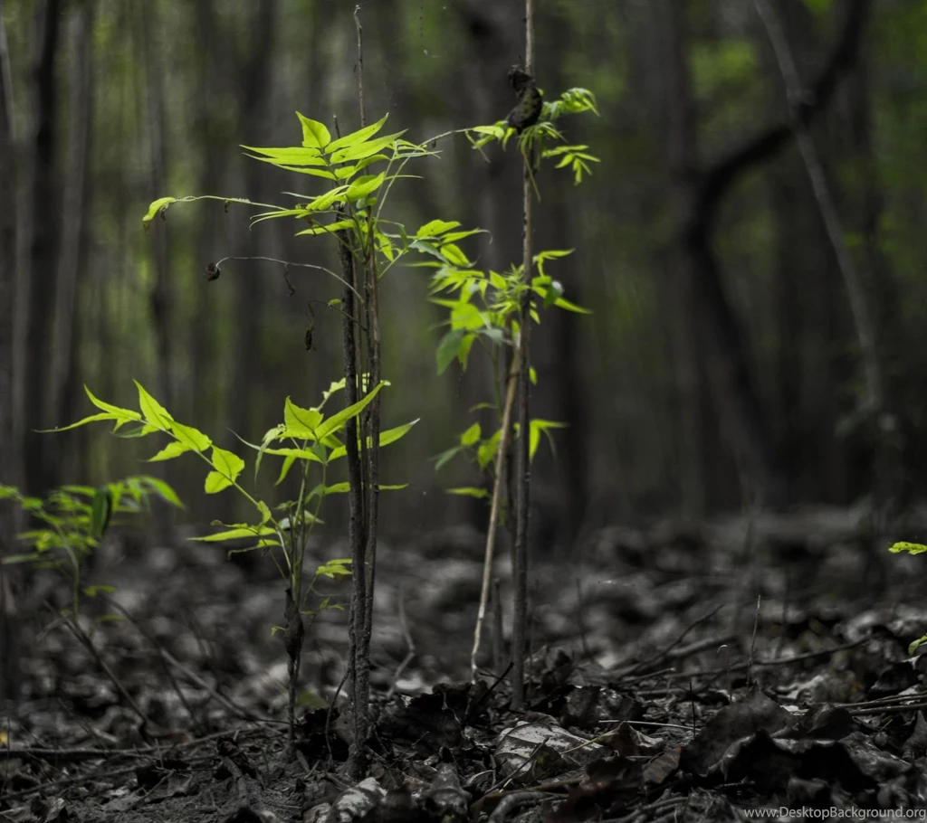 Black ForestSamsung Wallpapers Download