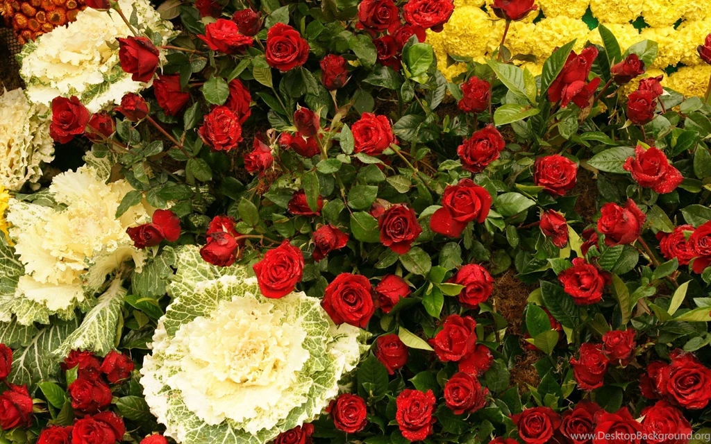 Blue, Red, Roses, Photography, Backgrounds (