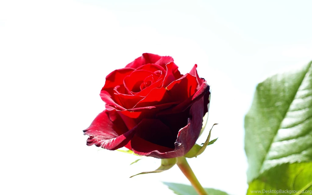 Rose Flowers Red Wallpaper Background.jpg