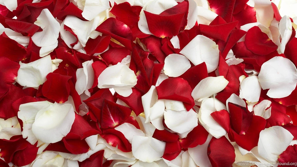 Picture Red Rose Flower On White Backgrounds Wallpapers