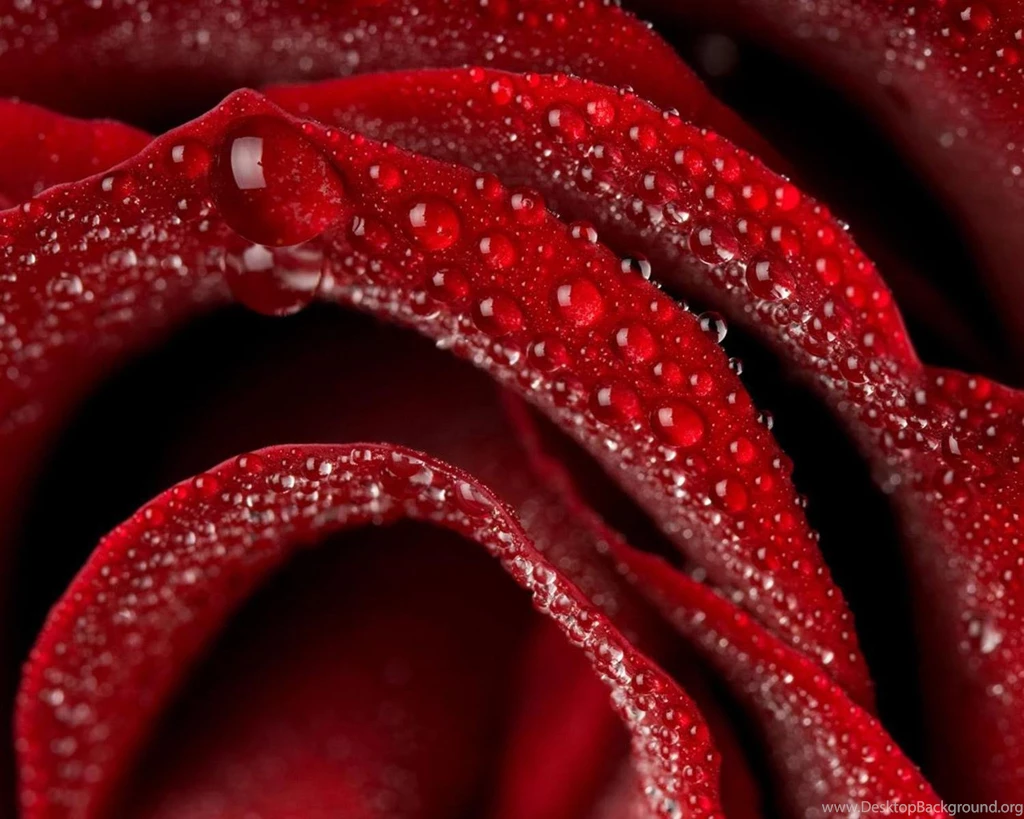 Flower Wallpapers Free: Red Flower Backgrounds