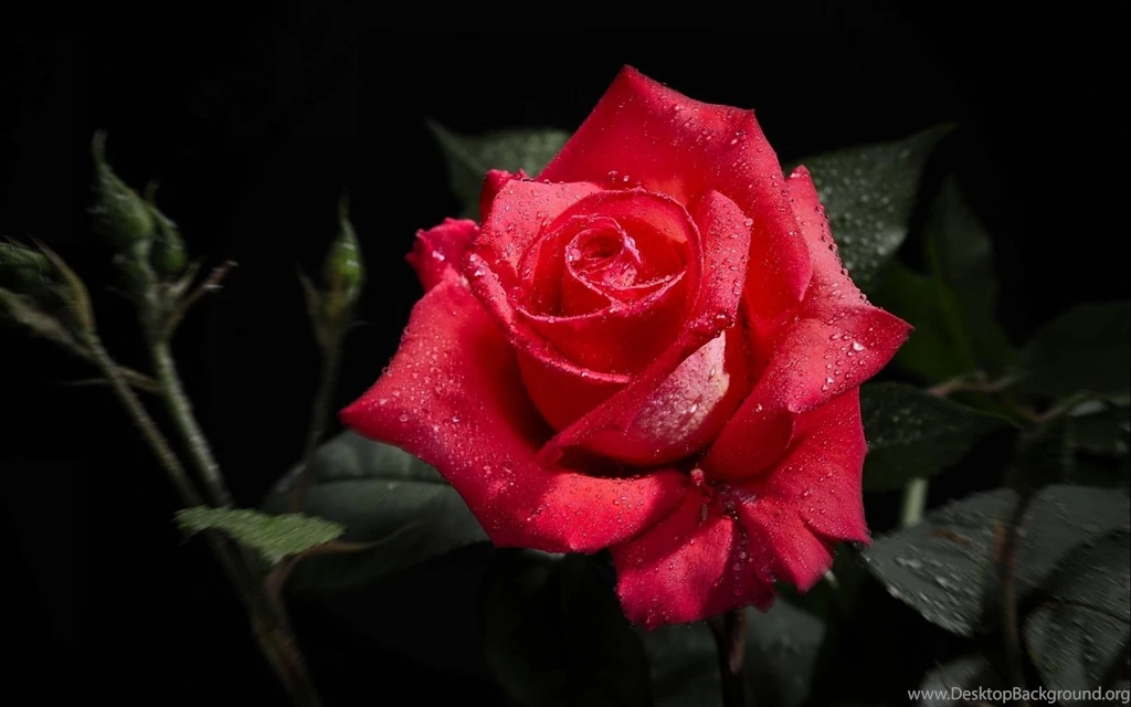Black Roses Flower Wallpaper, Size: 1920x1200