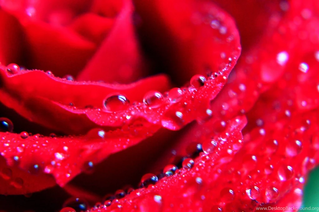 Red roses flower rose Images 357.jpg