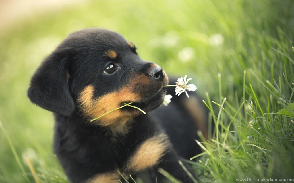 Puppy Dogs Wallpapers (35247732) Fanpop