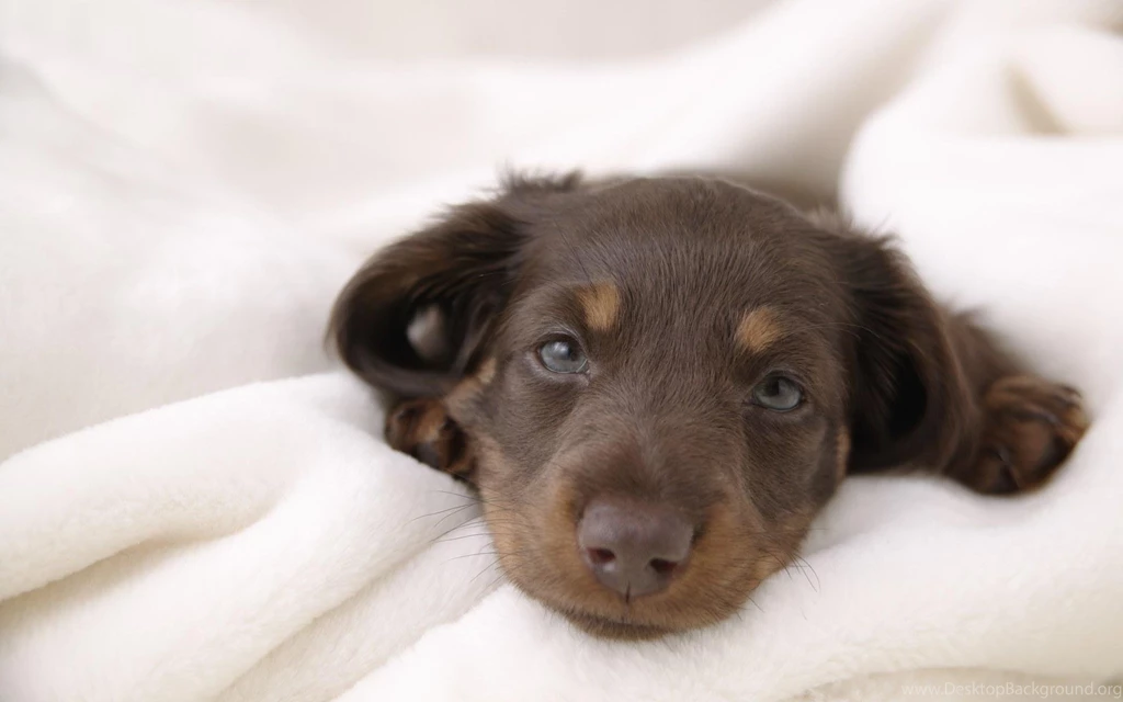 Lovely Dog Wallpapers Puppies Wallpapers (13935887) Fanpop