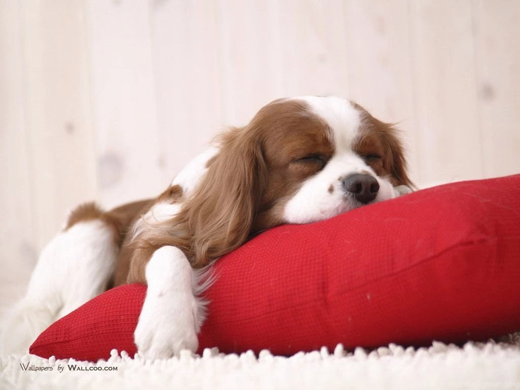 Lively Dogs Pet Dog Puppy Wallpapers 1024x768 NO.38 Desktop ...