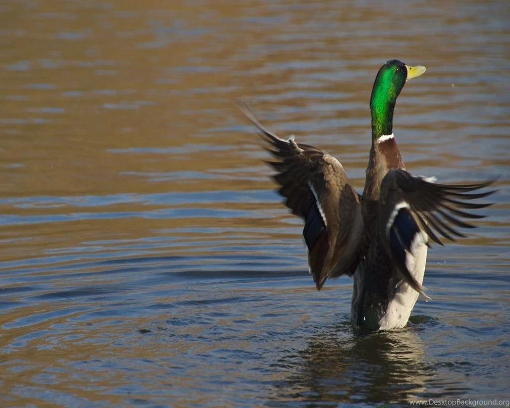 Duck wallpapers 10.jpg