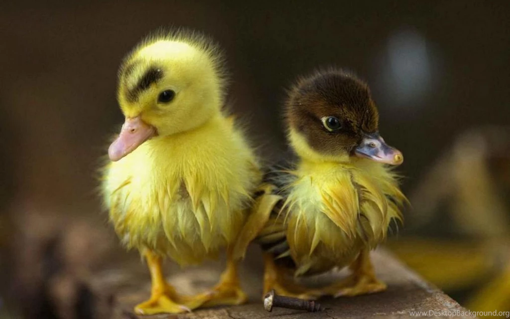 Duck Computer Wallpapers, Desktop Backgrounds