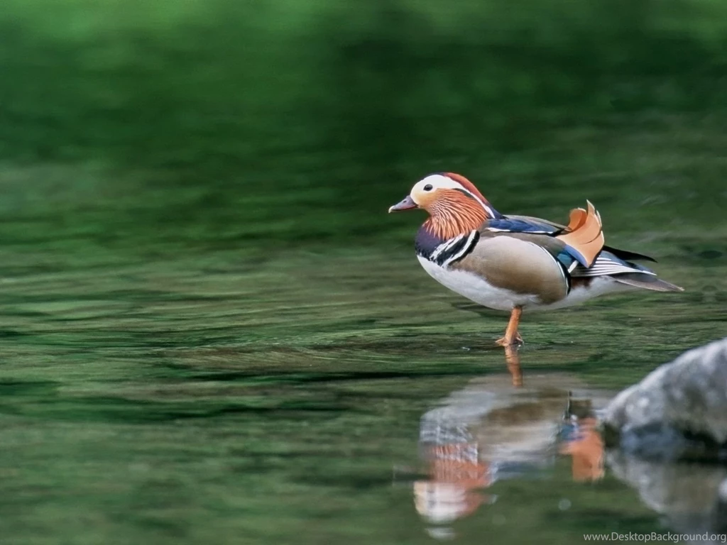 Mallard Duck Desktop Wallpaper, Mallard Duck Images, New Wallpapers