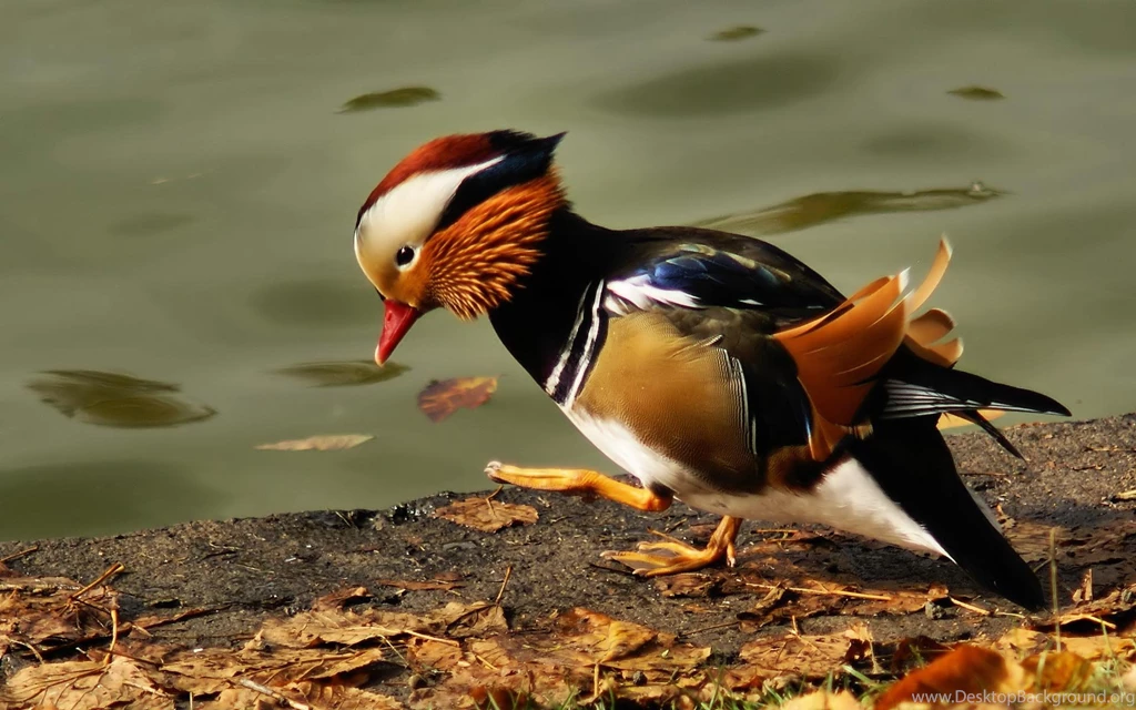 Desktop Wallpapers · Gallery · Animals · Mandarin Duck North ...