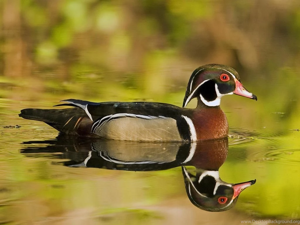 Wood Duck Wallpapers
