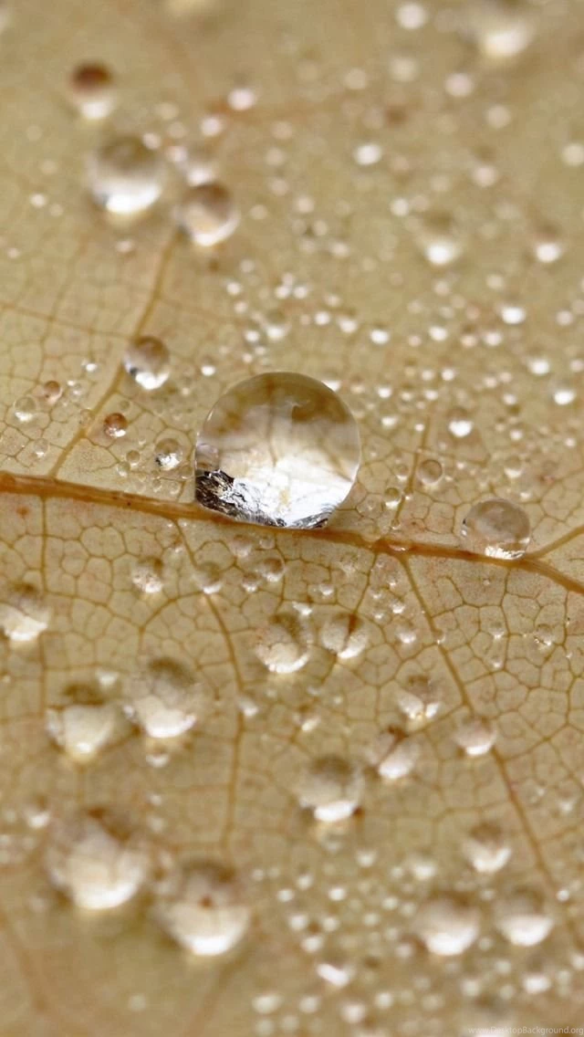 640x1136 Wallpapers Water Drops On A Leaf iPhone 5 Wallpapers