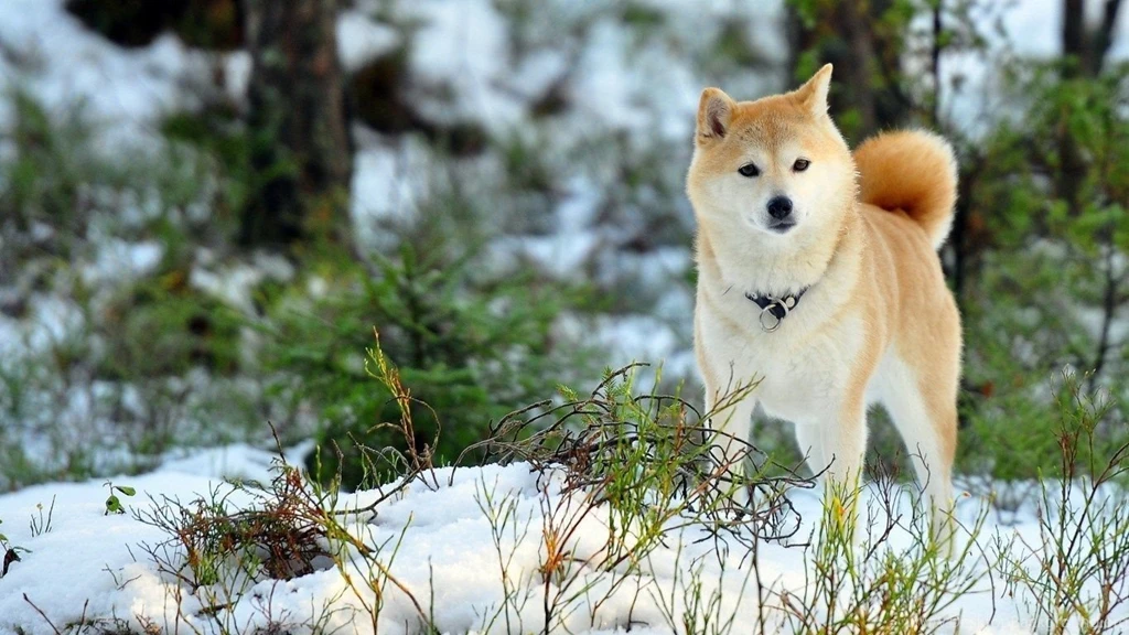 Akita Wallpapers