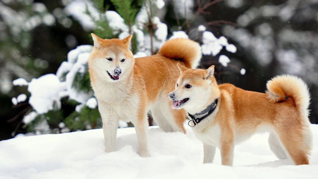 Download Wallpapers 1920x1080 Akita Inu, Dog, Snow, Playful Full HD ...