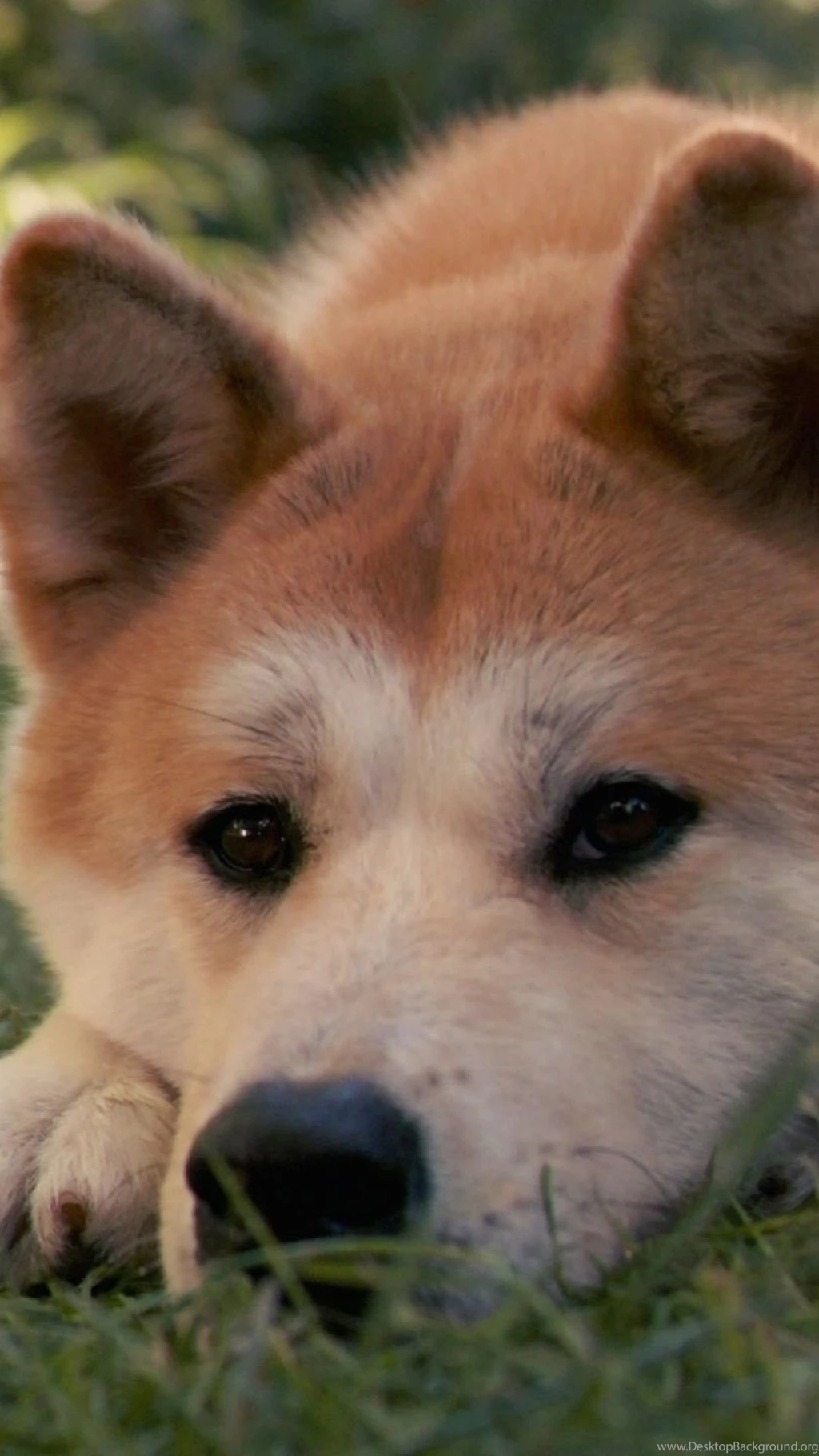 Download Wallpapers 1080x1920 Akita Inu, Dog, Hachiko, Sad, Down ...