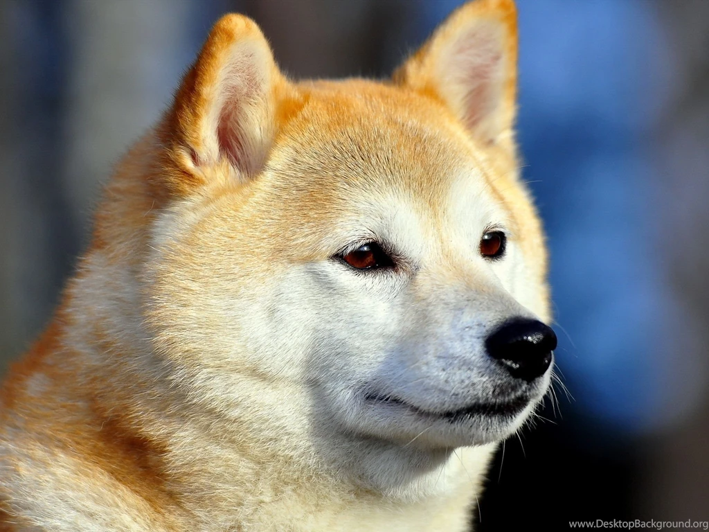 Akita Inu Photo Wallpapers, Pictures With Akita Inu / Страница 4